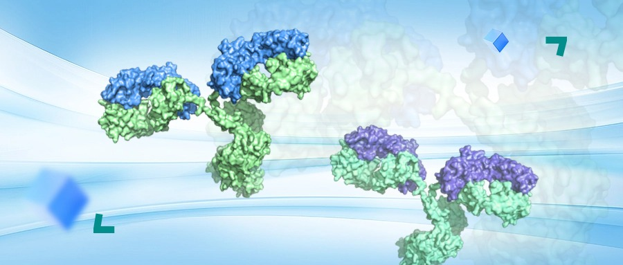 從“異種蛋白”到最強(qiáng)“偽裝者”—抗體人源化
