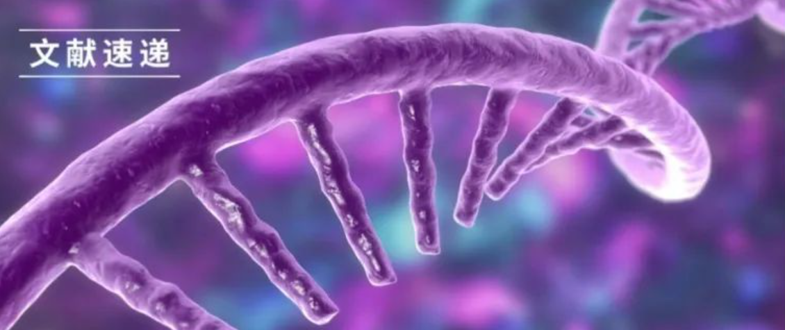 文獻速遞｜泓迅siRNA助力關鍵靶點驗證