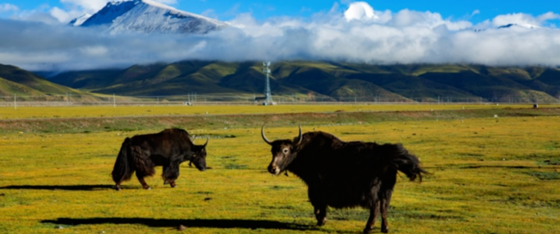 使命踐行，AI+合成生物學點亮藏區(qū)科技發(fā)展之螢火