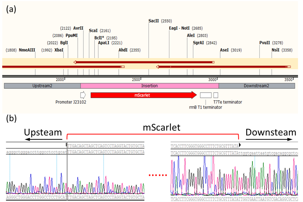 雙質(zhì)?；蚓庉? /> 
</p>
<p>
	圖2 mScarlet基因敲入后大腸桿菌基因組序列。（a）敲入位點上下游基因圖譜及測序組裝示意圖，（b）敲入位點上下游測序序列峰形圖。
</p>
<p style=