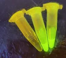 綠色熒光蛋白表達(dá)檢測_泓迅生物