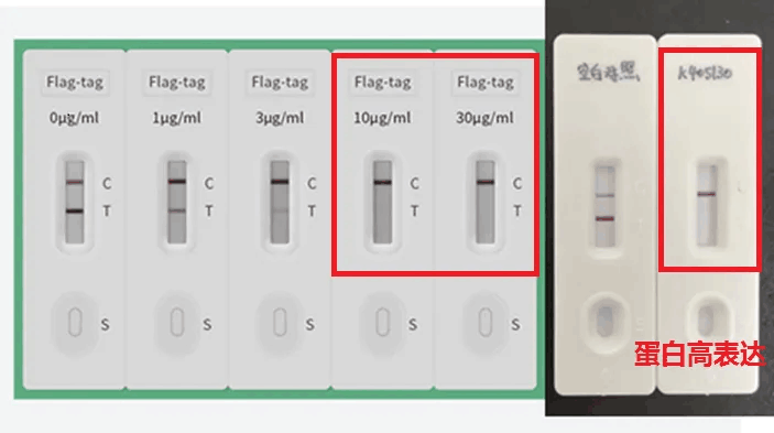 蛋白表達(dá)檢測結(jié)果_泓迅生物