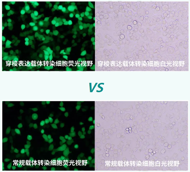 在HEK293細(xì)胞中，表達(dá)綠色熒光蛋白對比_泓迅生物