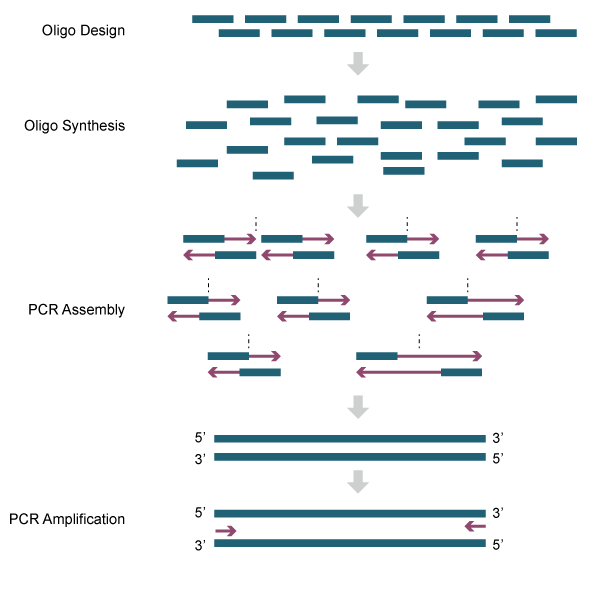 Step-by-step Assembly of PCR