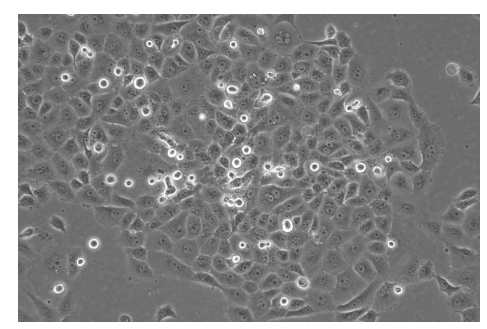基因敲入細胞表型檢測