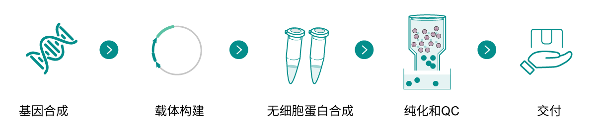 無細(xì)胞蛋白合成技術(shù)路線