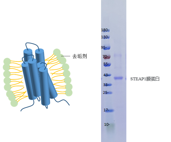 去垢劑形式的膜蛋白