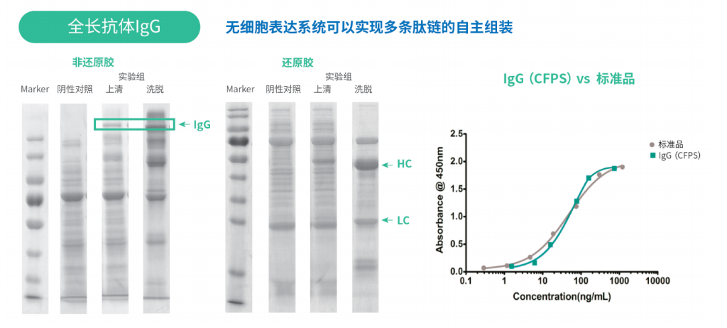 難表達(dá)蛋白