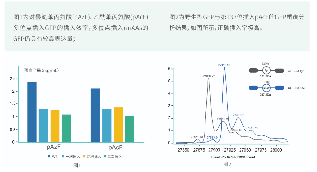 非天然氨基酸插入效率測試